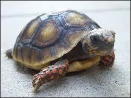 Cette tortue d'Amrique du Sud possde une carapace massive et bombe qui la protge des attaques mais, lourde et encombrante, elle la ralentit.