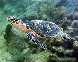 Cette tortue des mers tropicales peu profondes est l'une des 7 espces marines.
