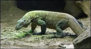 C'est le plus grand lzard du monde, il mesure 3 mtres et sa salive est mortelle.
