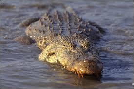 Ce crocodilien peut atteindre 5 mtres. Terrible prdateur d'Afrique, il n'a d'autres ennemis que ses congnres.