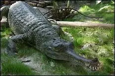 Ce crocodilien peut aussi atteindre 5 mtres. Le bout de son museau est appel appendice nasal. Pour se nourrir, il balaie l'eau avec son long museau troit et surprend les poissons d'un vif coup de tte latral. 