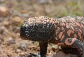 Ce lzard du dsert possde une morsure venimeuse qui est une forte dissuasion pour les prdateurs. Son venin peut tre utilis pour soigner le diabte.