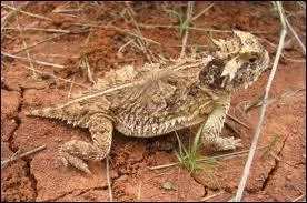 Ce lzard, menac par un coyote ou un renard, projette un jet de sang  partir de son oeil. Pouvant atteindre 1, 2 m, ce jet contient des fluides irritants pour les yeux, le nez ou la bouche des prdateurs.
