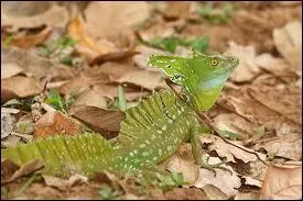 Ce lzard d'Amrique centrale a la particularit de courir sur l'eau !