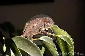 Ce petit camlon du Cap mesure 15 cm :