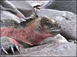 Que mange l'iguane marin des Galapagos ?