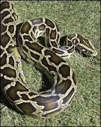 Constricteur, ce python de Birmanie tue ses proies en enroulant son corps autour d'elles et les broie  mort avec ses muscles puissants.