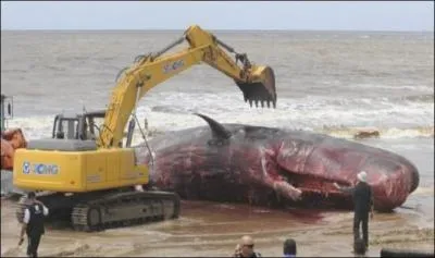 C'est un ctac, sa nourriture prfre : les calmars, sa particularit, lorsqu'un membre du groupe est bless, les autres forment un cercle autour pour le protger, on peut dire qu'il s'agit du plus grand prdateur carnassier du monde !