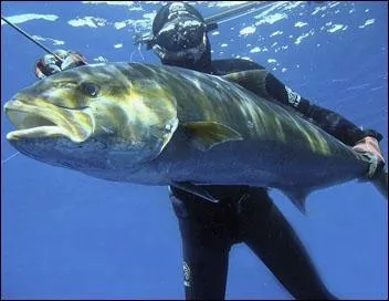 Ce poisson carnassier a gnr une quipe de chasseurs sous-marins dingues de lui, on peut parler de confrrie, ils se sont donn un nom, retrouvez-le !