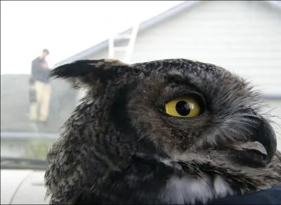 D'aprs vous, quel est cet oiseau ?