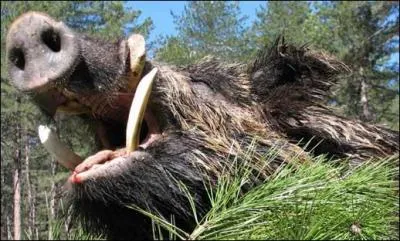 Je n'irais pas jusqu' dire que l o il passe l'herbe ne repousse pas, mais tout comme un clbre envahisseur, il dtruit tout sur son passage, on appelle ce sanglier ...