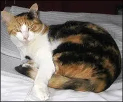 De quelle race de chat s'agit-il ?