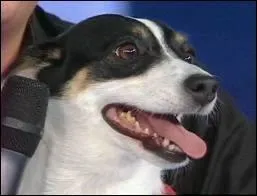 Pour ne pas avoir  sortir le chien pendant son match de foot, que lui met Jean ?