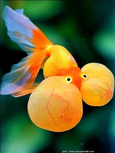 Toujours au Royaume-uni, plus particulirement  Liverpool, quel est le seul mtier autoris  une femme aux seins nus ?