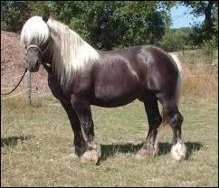 Quelle est la robe de ce cheval ?