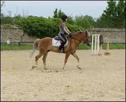 Comment s'appelle cette allure ?