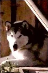 Et le prnom de son loup ?