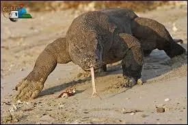 Quel est le mode alimentaire du dragon de Komodo ?