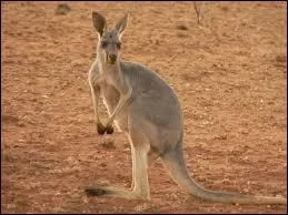 Quelle est la rputation du kangourou ?