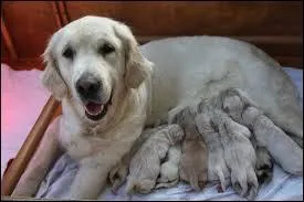 Combien de chiots peut avoir une chienne ?