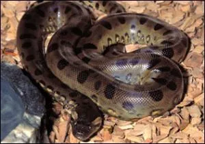 Quel est le plus gros serpent du monde ?