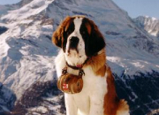 Quiz Un toutou irrsistible, le Saint-Bernard