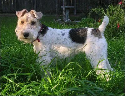 Vers 1830 apparut un gros problme de consanguinit. Avec quel chien croisa-t-on le Saint-Bernard pour remdier  cela ?