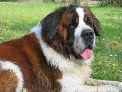 Trs attachant, le Saint-Bernard est trs doux et trs comdien, comme beaucoup de chiens intelligents. Quel dfaut bien marqu possde-t-il en mme temps ?