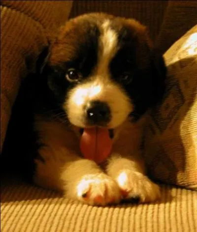 La race des chiens d'origine a totalement disparu, semble-t-il. En recrant la race actuelle, on s'est appliqu  essayer de supprimer une caractristique du chien d'origine. Laquelle ?