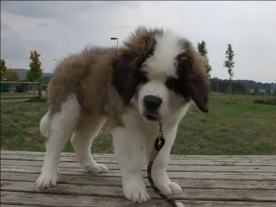 D'o viendrait ce chien tonnant ?