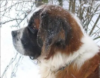 Comment ce chien s'est-il retrouv en Europe ?