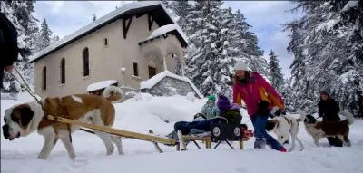 Au XVIIIme sicle, on a utilis ce chien pour un usage bien particulier (d'aprs des textes d'poque). Lequel ?