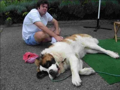 Des chroniques seront publies en Europe sur les exploits de ces chiens, sauvant des voyageurs gars dans la neige. Aprs 1800, qui crira aussi des louanges sur ces btes ?