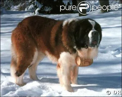 Qu'associe-t-on au Saint-Bernard dans l'imagerie populaire ?