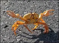 L'expression image de  bander dur  est :