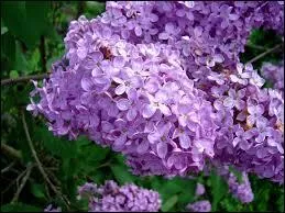 Le nom de cette fleur est aussi un prnom fminin :