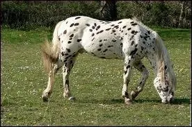 Comment s'appelle cette robe ?