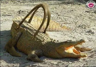 Les chaussures et les sacs en croco, c'est trs chic, mais comment les entretient-on ?