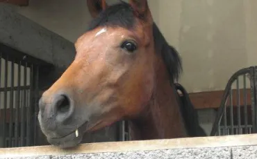 Quiz Galop 1