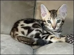 Quelle est cette race de chat ?