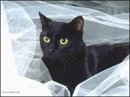 Quelle est cette race de chat ?