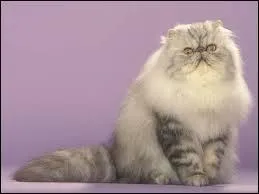 Cette race de chat est trs connue, mais la connais-tu ?