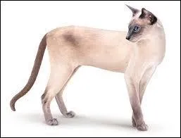 Quelle est cette race de chat ?