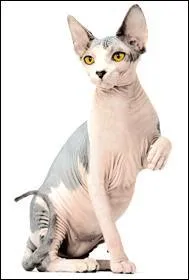 Pour finir ce quiz, trouve de quelle race de chat il s'agit :