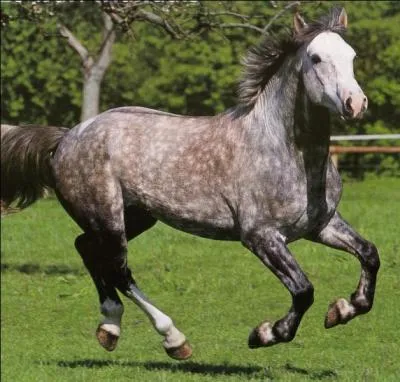 Quelle est la race ?