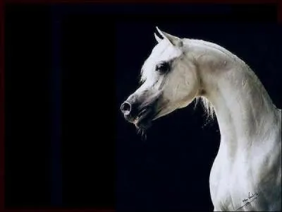 Quelle est la race ?