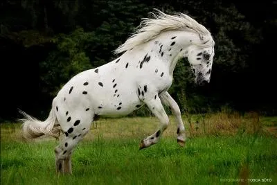 Connaissez-vous cette race ?