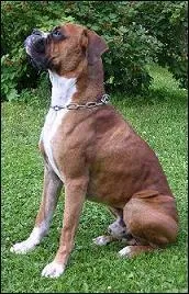 Quelle est la race de ce chien ?