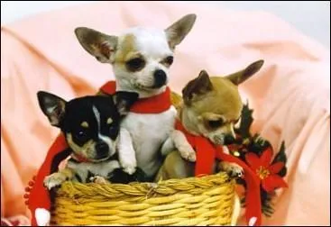 Quelle est la race de ce chien ?