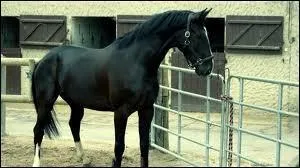 Quelle est sa race ?